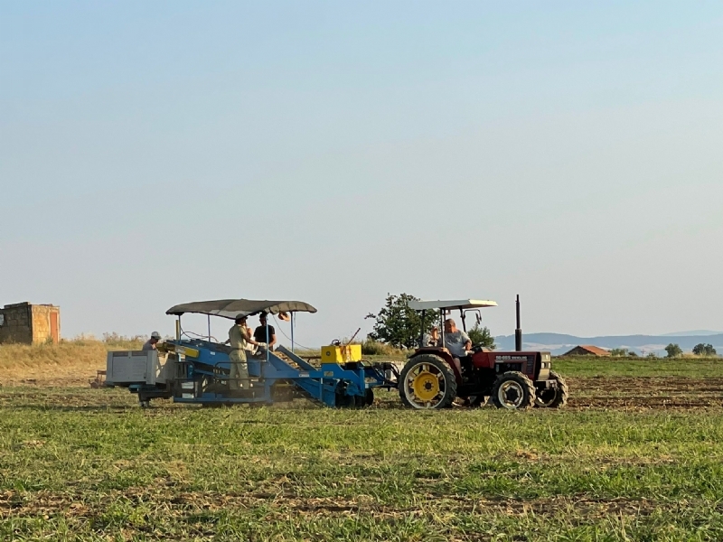 Piepers oogsten voor San Lozenzo Nuovo Piepers oogsten voor San Lozenzo Nuovo
