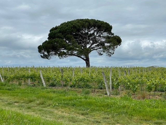 Al deze druiven belanden allemaal in de Armagnac Al deze druiven belanden allemaal in de Armagnac
