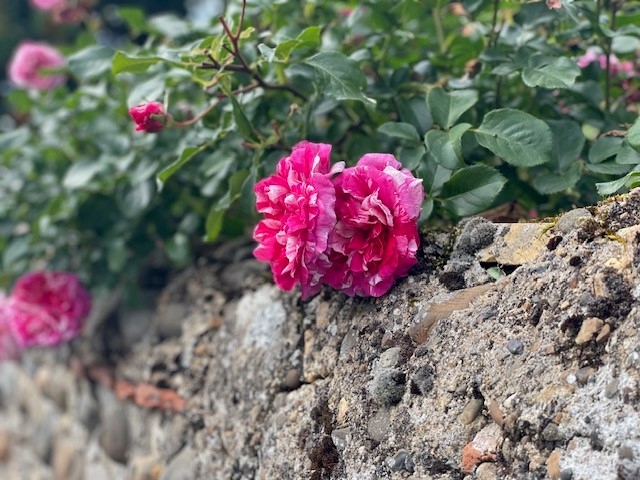 pluk een roos pluk een roos